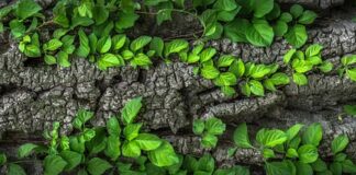 Czy Kora to jest bawełna?