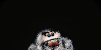 Jaki materiał tapicerski wybrać?