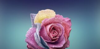 Czym się różni Górnopłuk od Dolnopłuka?