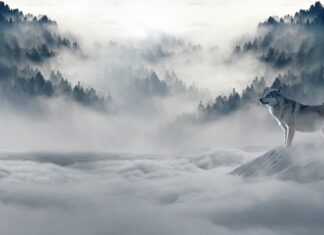 Jak zrobić zimowy płyn do szyb?