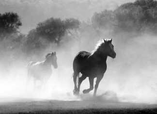 Czy można palić olejem roślinnym?