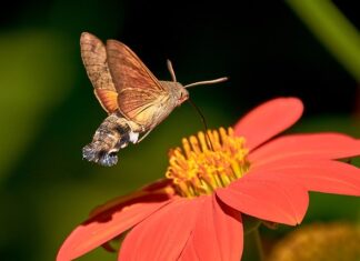 Gdzie kupić dysze do spryskiwaczy?