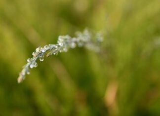 Jak roztopić płyn do spryskiwaczy?