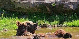 Jak odświeżyć powietrze w pomieszczeniu?